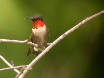 Ruby-throated Hummingbird_GI