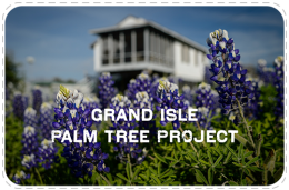 palm tree project